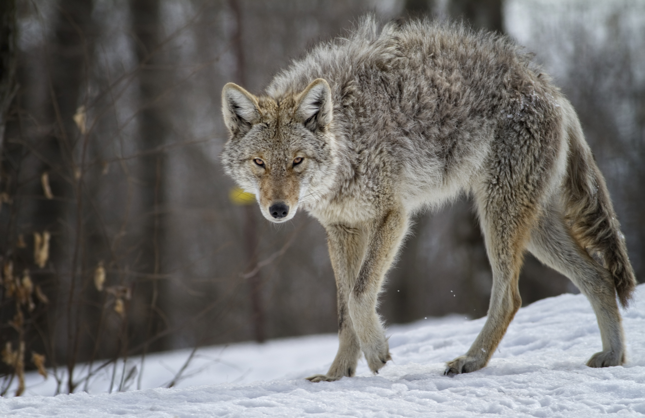 AR Hunting Coyote